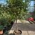 Viburnum tinus op stam Container 30lt. 12/14cm.