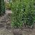 Prunus l. 'Genolia' Kluit 100/125cm.