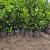 Prunus l. 'Rotundifolia' Kluit 100/125cm.