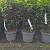 Prunus l. 'Angustifolia' Container 10 Ltr. stam 100 cm.