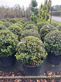 osmanthus-burkwoodii-bolvorm-bast-de-plantgigant