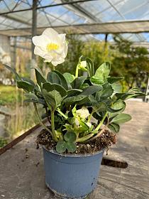 Helleborus niger 'Christmas Carol' | Bast de Plantgigant