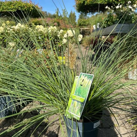 Cortaderia sel. 'Tiny Pampa' Container 5lt.