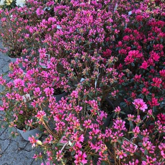 Azalea japonica Container 60lt.BOL 100/110