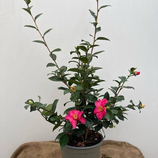Camellia sasanqua Container 180lt. 200/250cm.