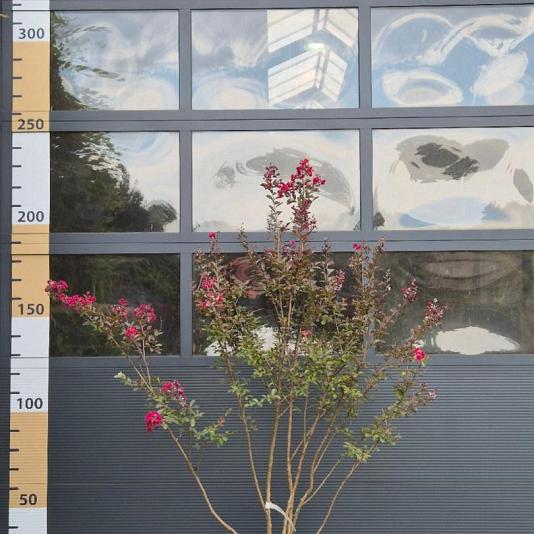 Lagerstroemia i. 'Red Imperator' Meerstammig 