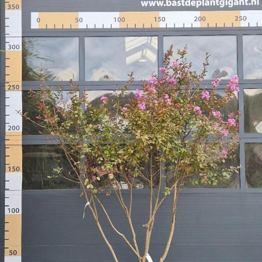 Lagerstroemia i. 'Lipan' Meerstammig 