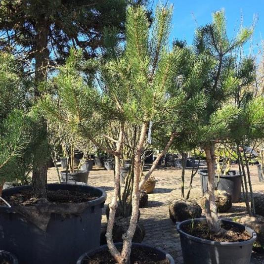Pinus n. 'Nigra' Meerstammig 