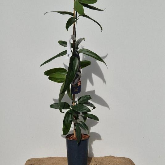 Clematis armandii 