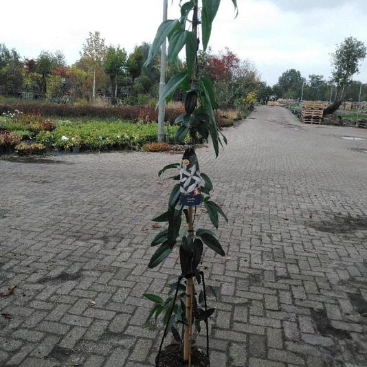Clematis armandii 