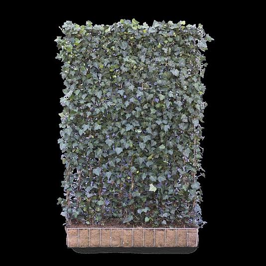 Hedera h. 'Woerner' Kant & Klaar Haag 120x180cm. (bxh)