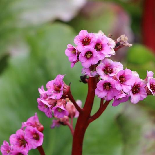Bergenia cordifolia Purpurea 
