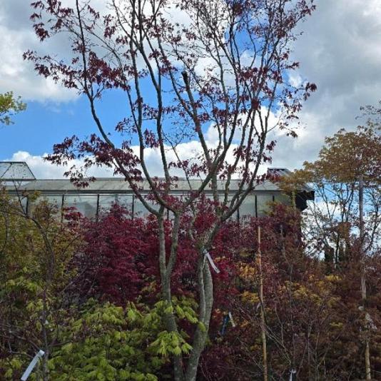 Acer pal. 'Fireglow' 