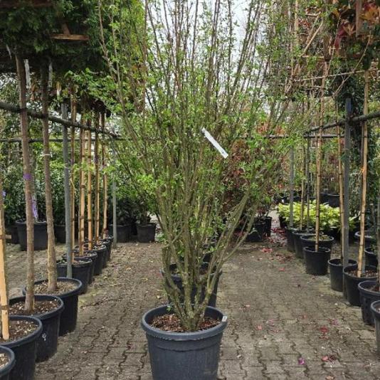 Laburnum anagyroides Meerstammig 