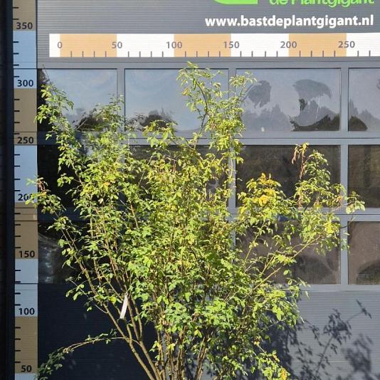 Laburnum anagyroides Meerstammig 