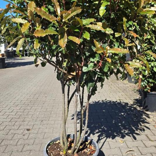 Photinia serr. 'Crunchy' Meerstammig 