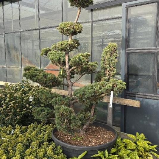 Pinus pentaphylla Bonsai 