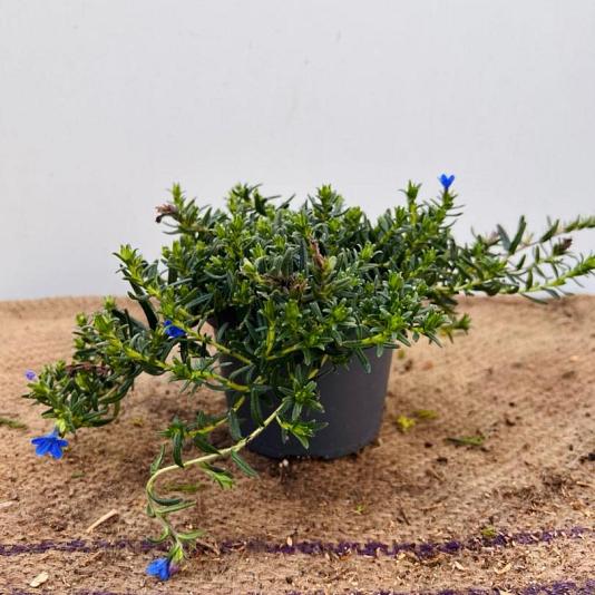 Lithodora diffusa 'Grace Ward' 