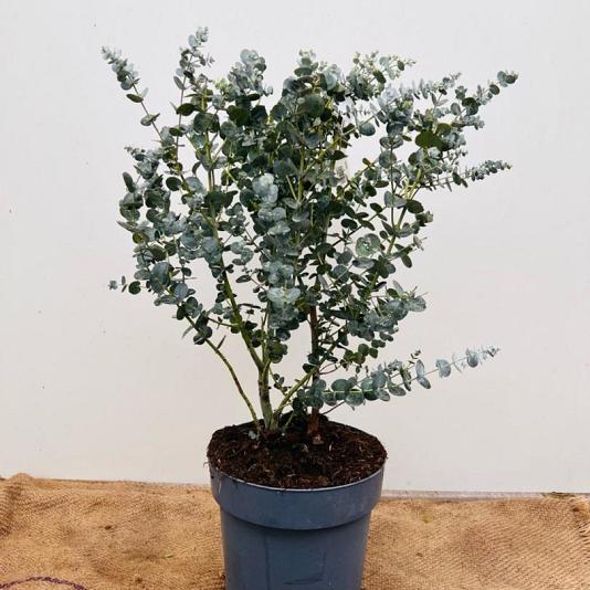 Eucalyptus gunnii Container 7,5lt. 70/80cm.