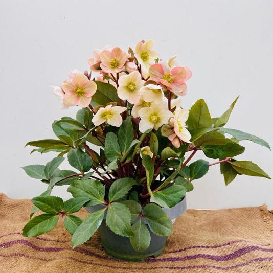 Helleborus Pink Frost Container 5lt.