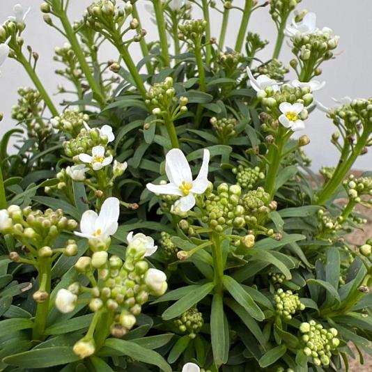 Iberis semp. 'Fischbeck' Container 1,3lt. 10/15cm.