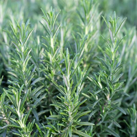 Rosmarinus officinalis Container 1,5lt. 15/20cm.