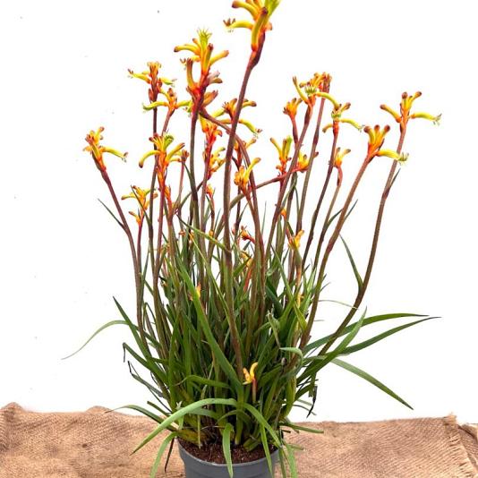 Anigozanthus 