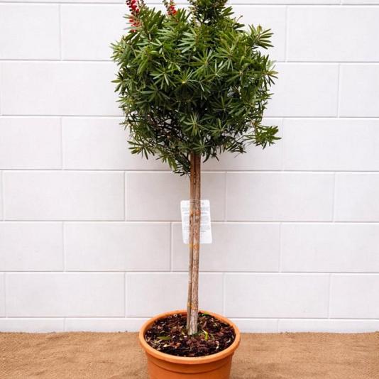Callistemon citr. 'Massotti' 