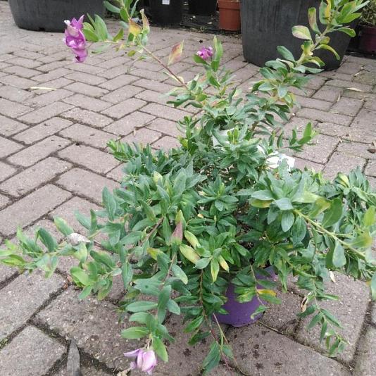Polygala myrtifolia Container 7,5lt. 60/80cm.