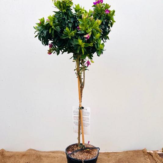 Polygala myrtifolia Container 7,5lt. 60/80cm.