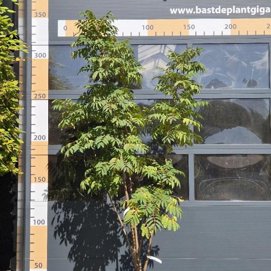 Toona sinensis 'Flamigo' Meerstammig 