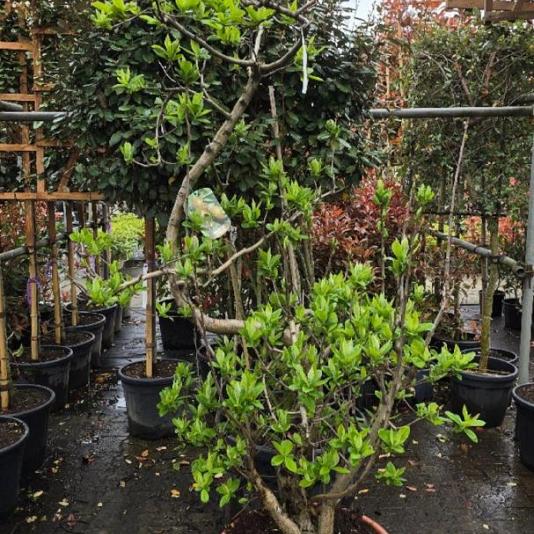 Mespilus germanica Swing 