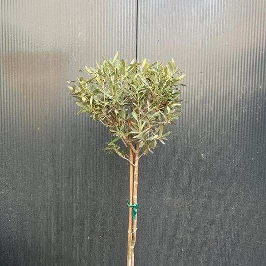 Olea europaea op stam Container 25lt.