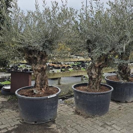 Olea europaea 'Bonsai' Container 285lt.