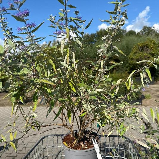 Caryopteris cland. 'Heavenly Blue' Container 5lt. 30/40 cm.