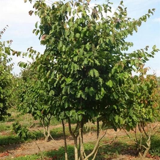 Parrotia persica Meerstammig Container 1000lt. 600cm.+