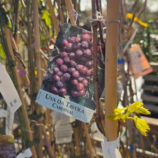 Vitis vinifera in soorten 