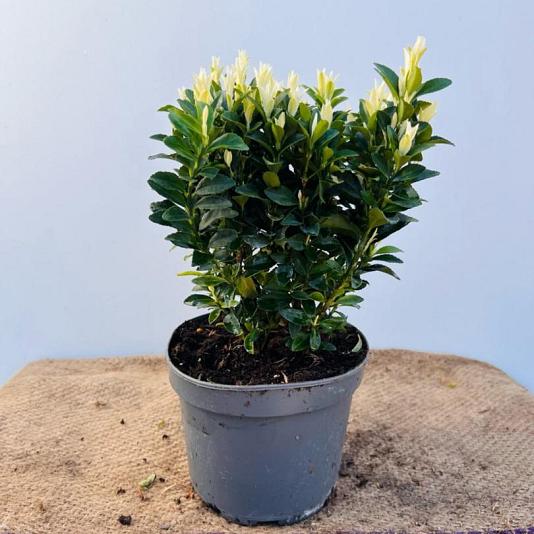 Euonymus jap. 'Paloma Blanca' Container 5lt. 30/35cm.