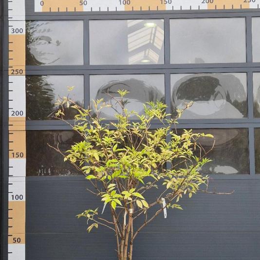 Sambucus nigra Meerstammig 