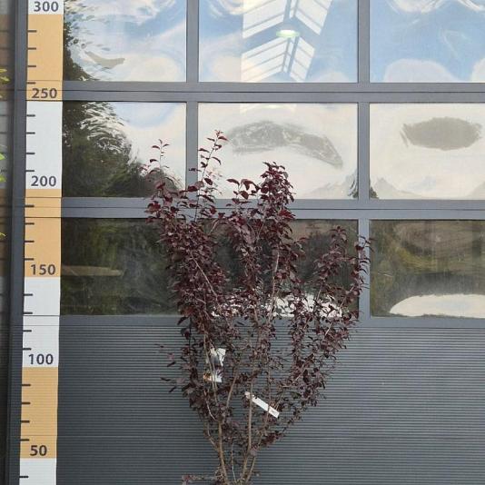 Prunus cer. 'Nigra' Meerstammig 