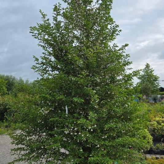 Styrax japonicus 'Snow Cone' 
