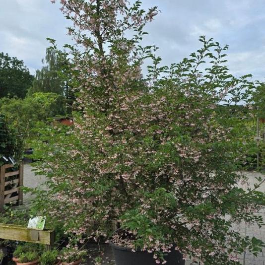 Styrax japonicus 'Pink Chimes' Container 180lt. 300/350cm.