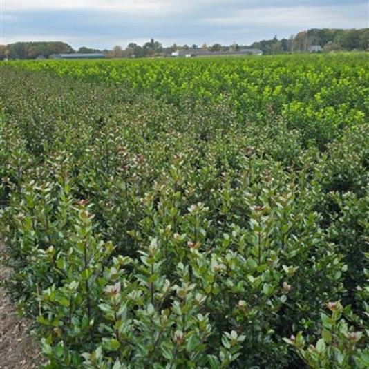 Ilex meserveae 'Heckenpracht' 