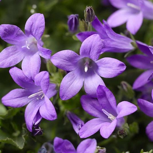Campanula portenschlagiana 