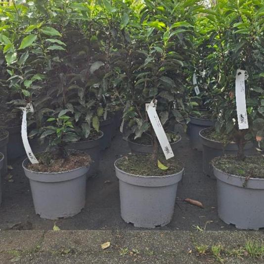 Prunus l. 'Angustifolia' Container 5lt. 50/60cm.