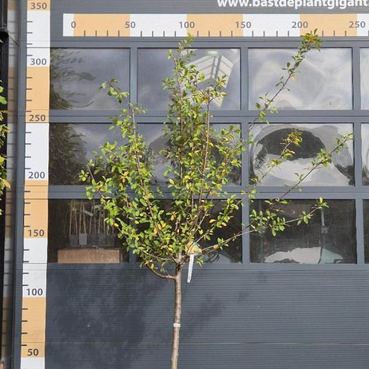 Prunus d. 'Mirabelle de Nancy' Halfstam 