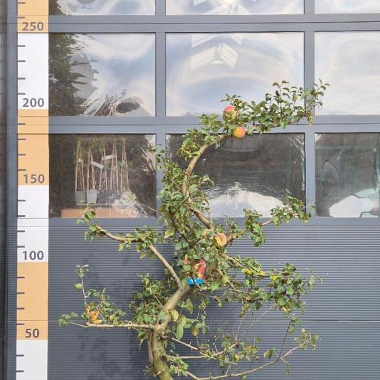Malus d. 'Fuji' Swing 