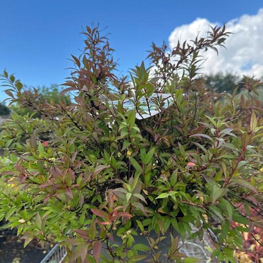 Deutzia Yuki 'Cherry Blossom' Container 3lt. 30/40cm.