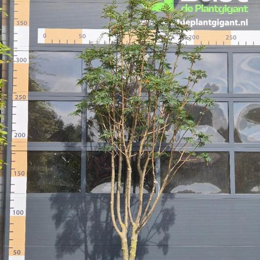 Sorbus 'Dodong' Meerstammig 