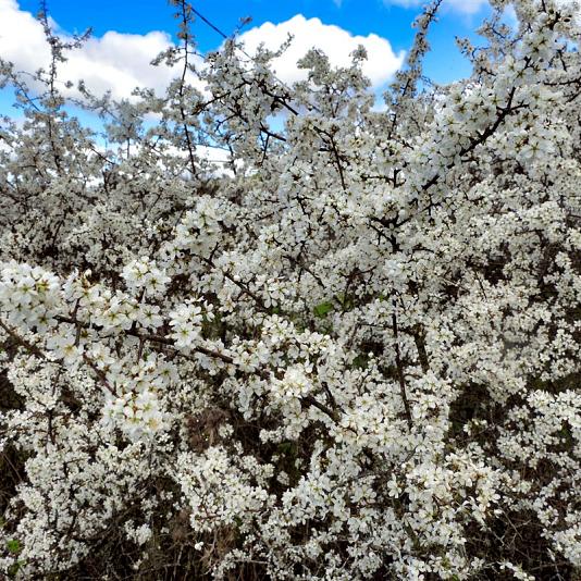 Prunus spinosa Kluit 175/200cm.